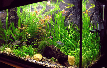 Planted freshwater aquarium. Freshwater home aquariums pose a risk for ...